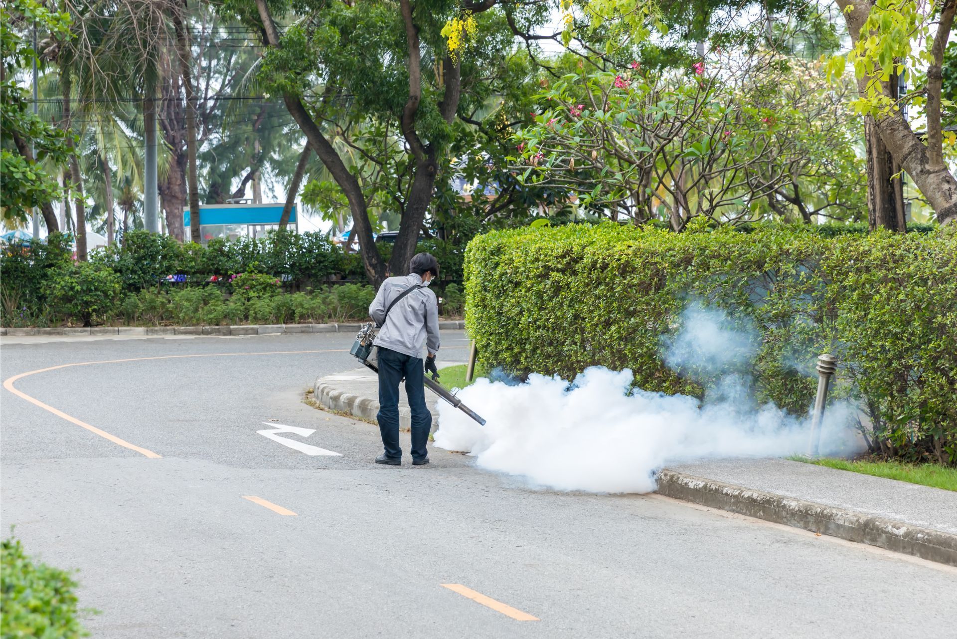 Person spraying smoke on a curving road beside a hedge and trees outdoors