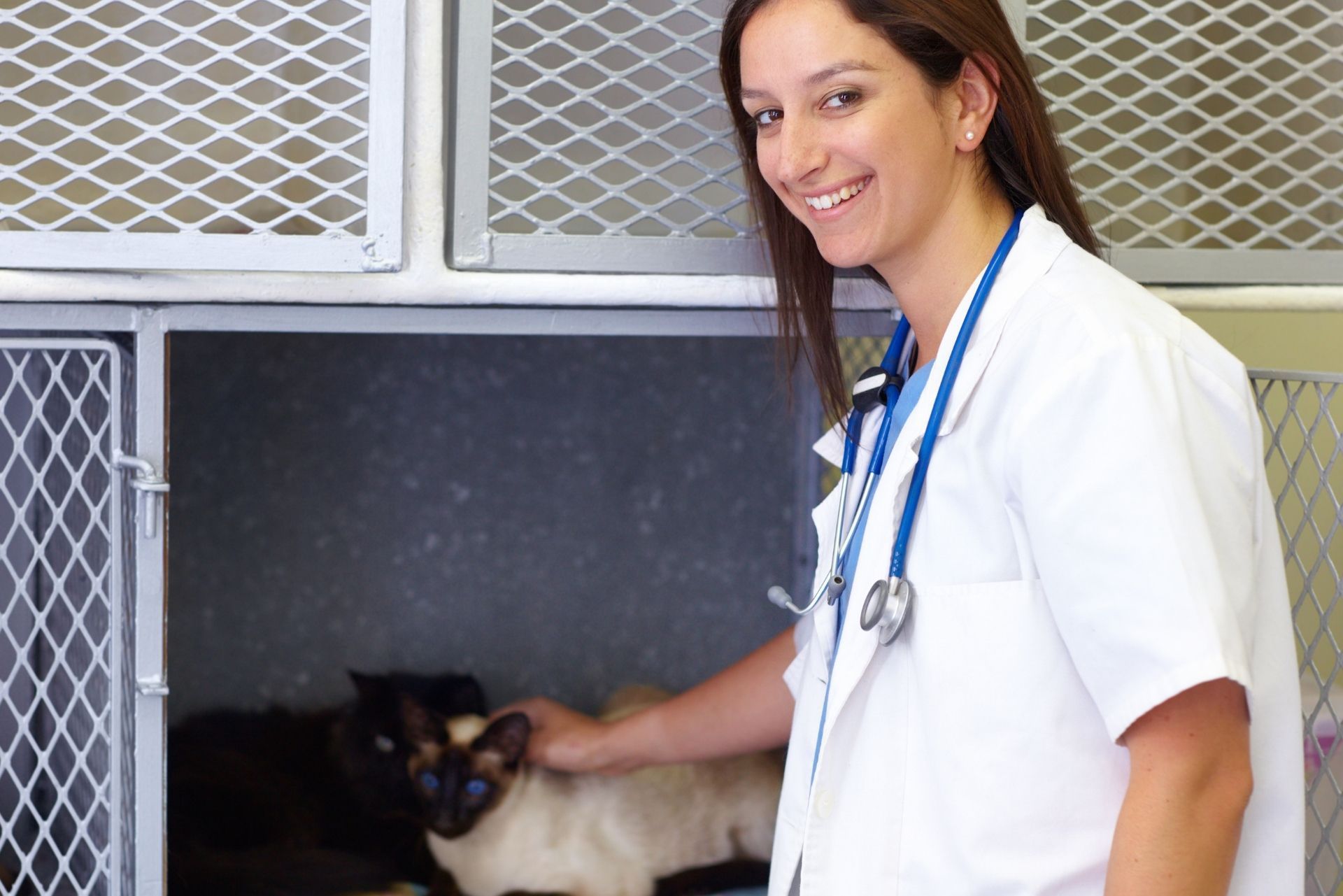 Veterinarian in white coat with stethoscope tending a cat in a kennel