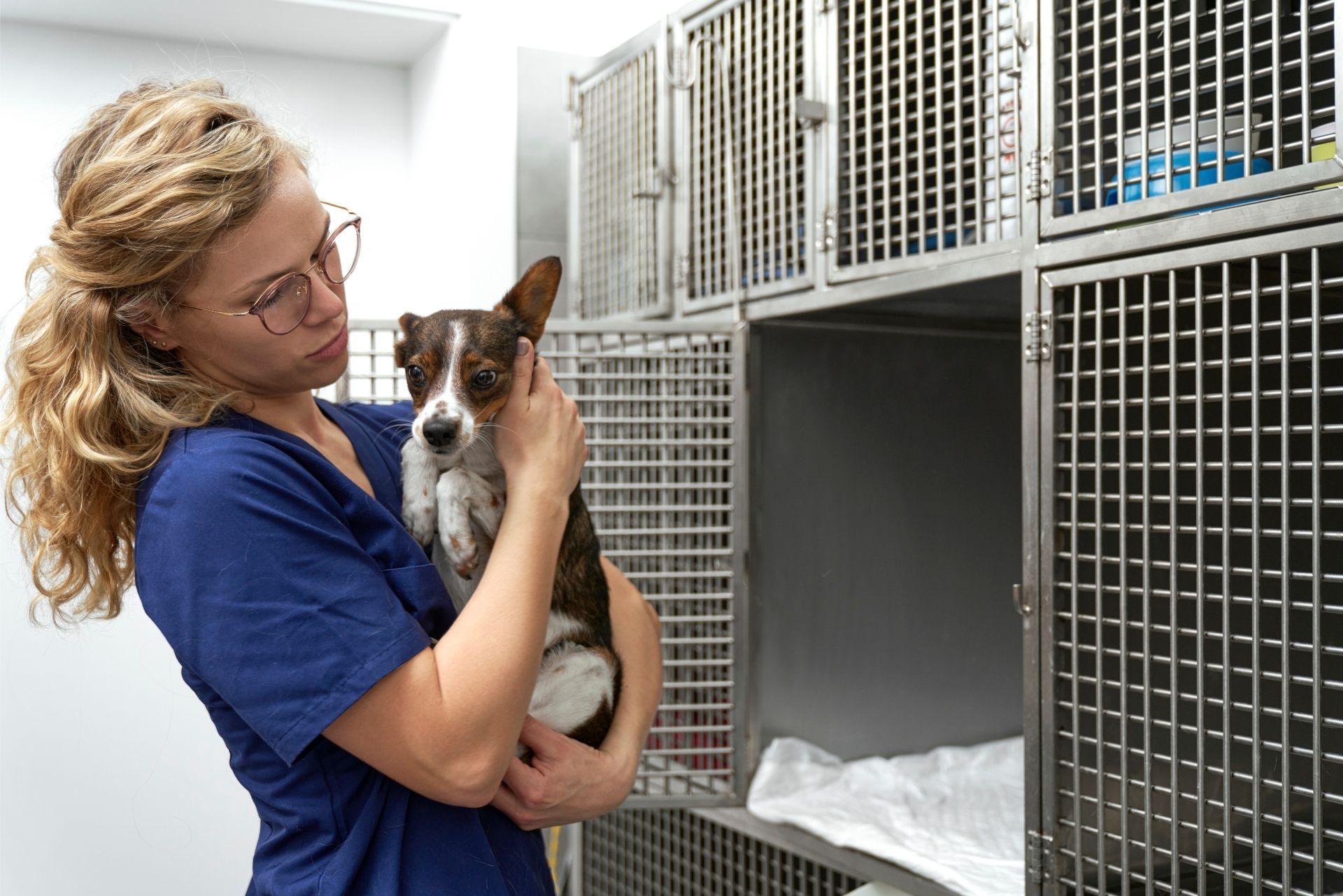 Woman in blue scrubs holding a small dog in a kennel room with metal cages.