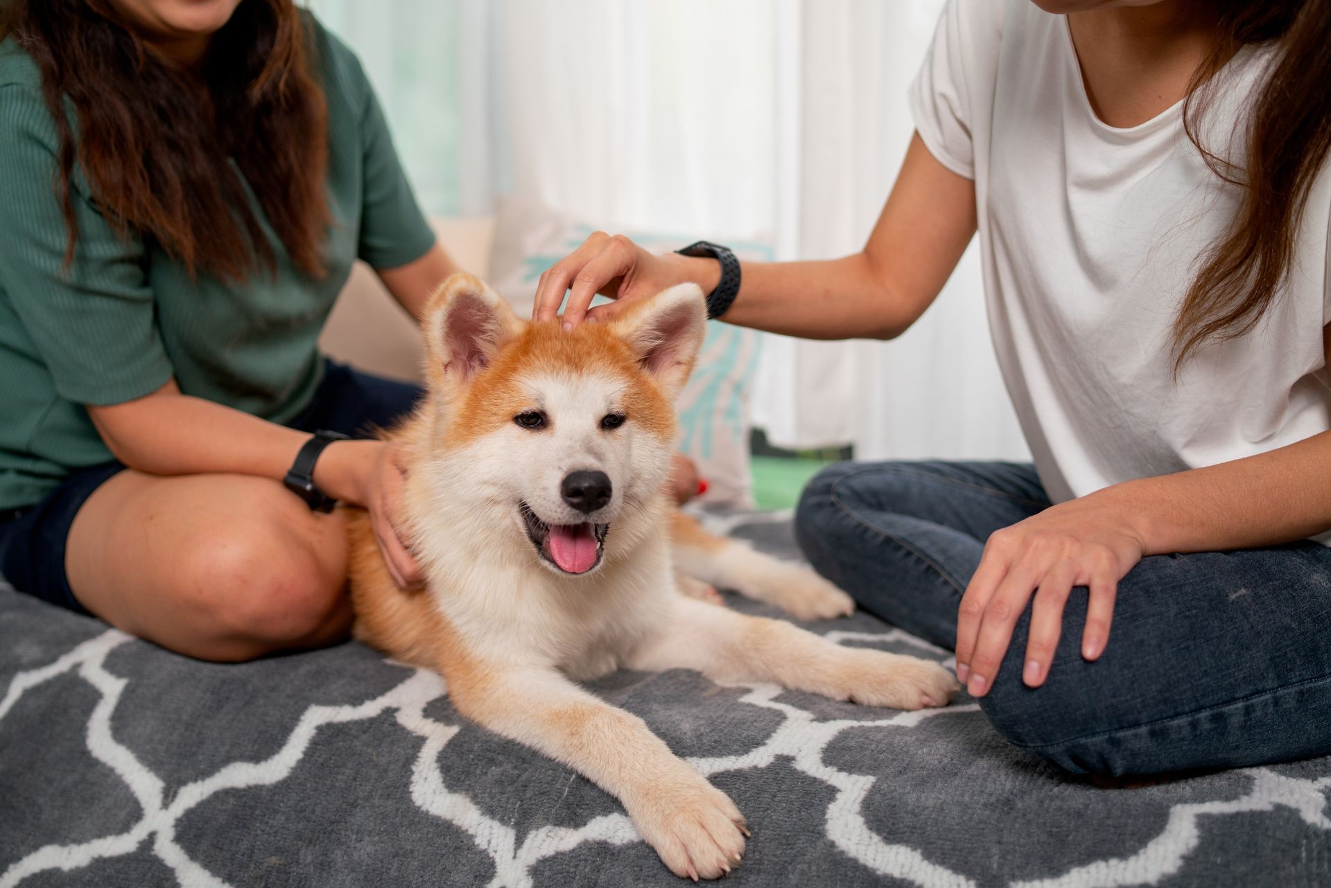 Two people petting a happy fluffy dog on a patterned rug indoors