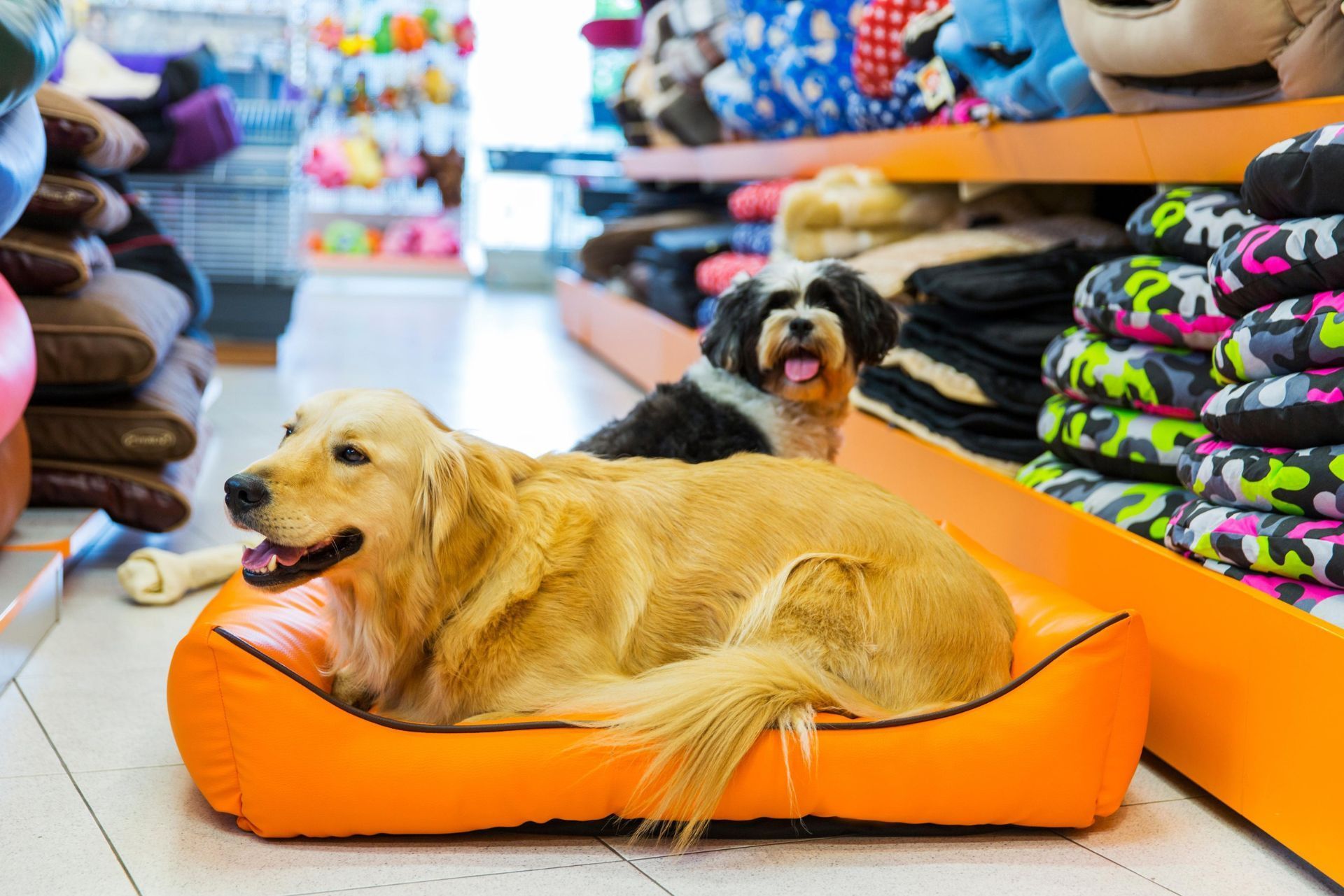 Two dogs lying on orange pet beds in a colorful pet store aisle