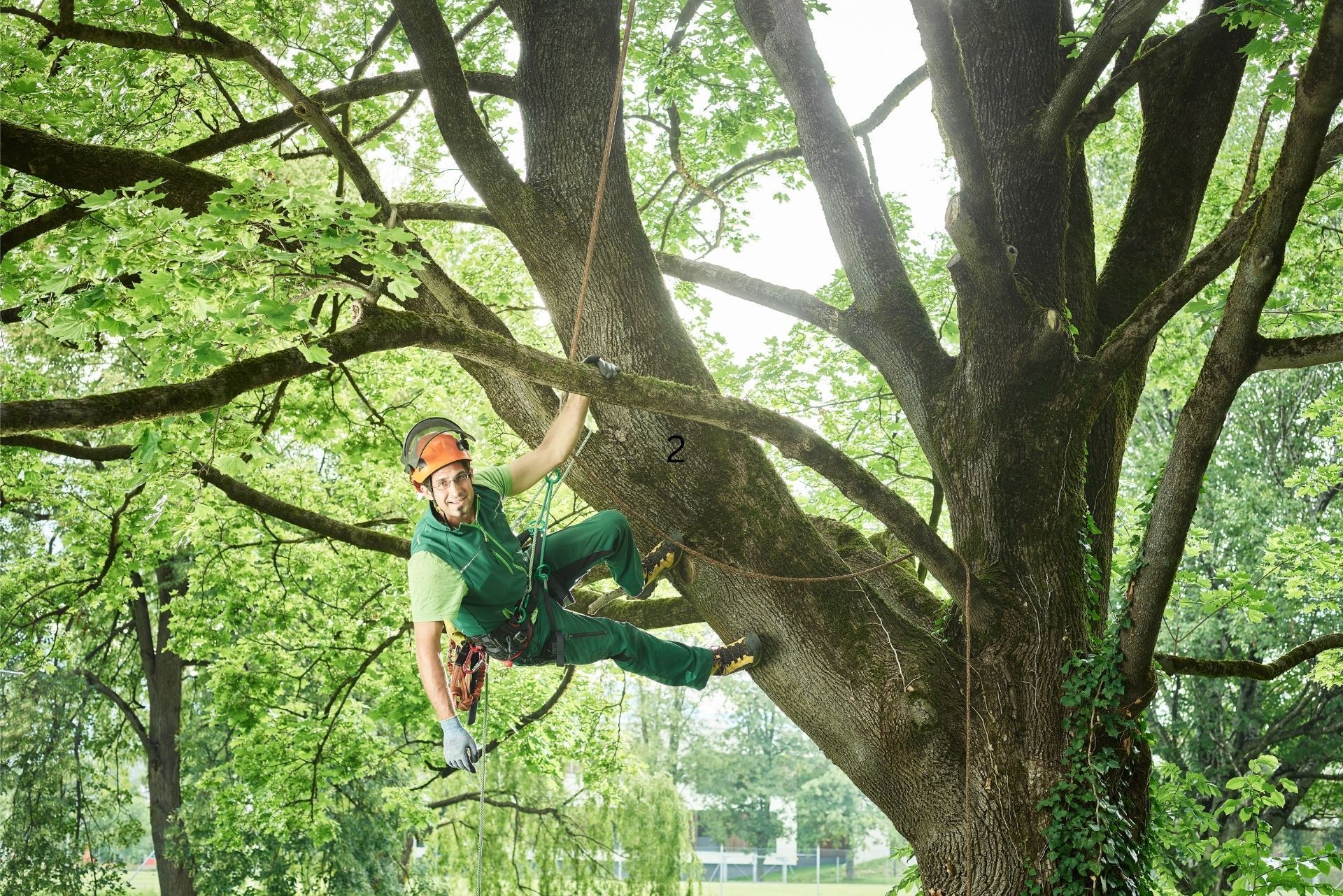 Person in green climbing gear hangs from a large tree branch in a leafy park.