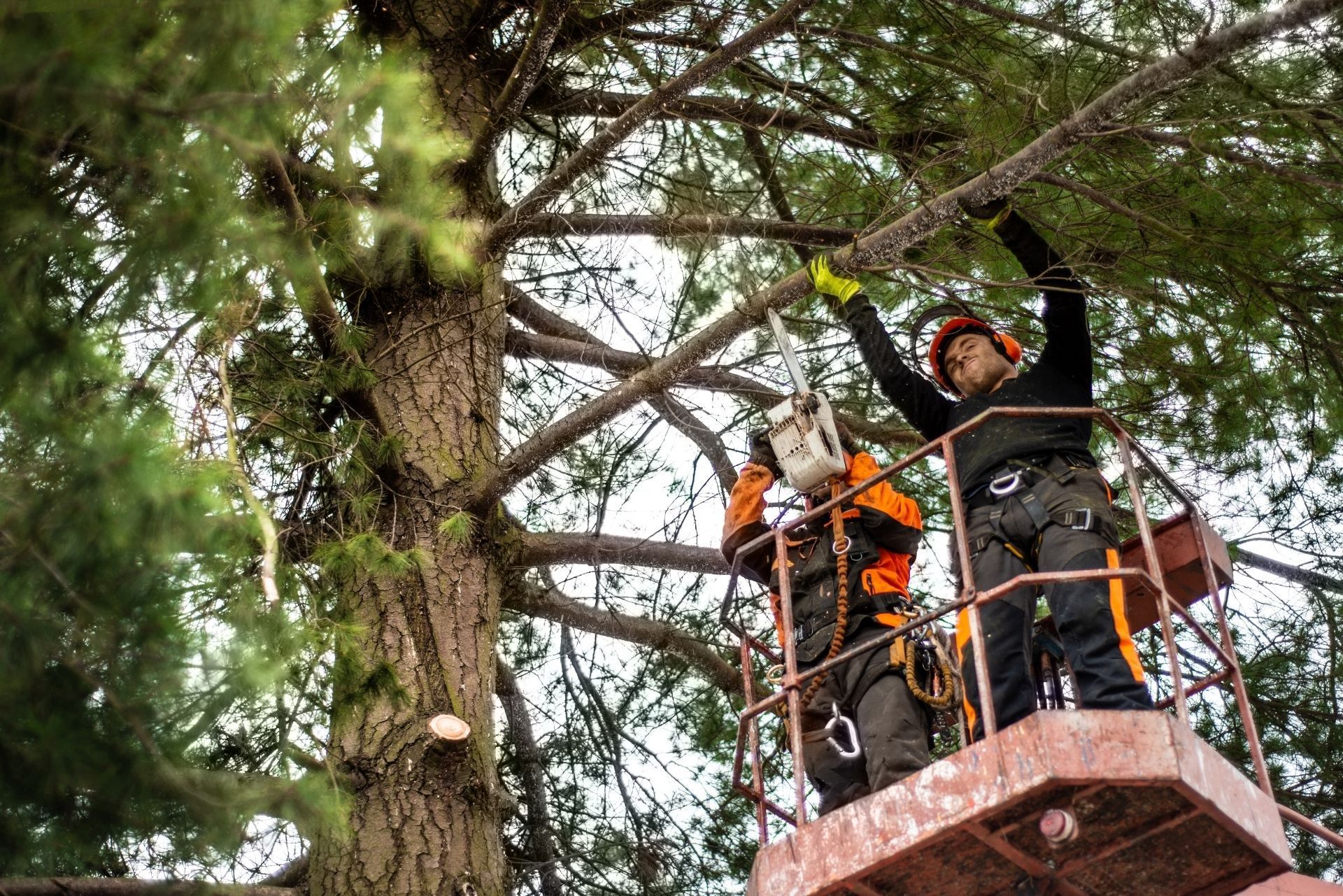 Two people in helmets stand on a platform in a tree, wearing safety harnesses and reaching into branches.