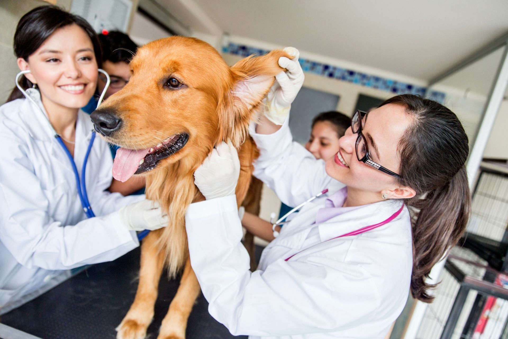 Veterinarians examining a happy golden retriever in a clinic