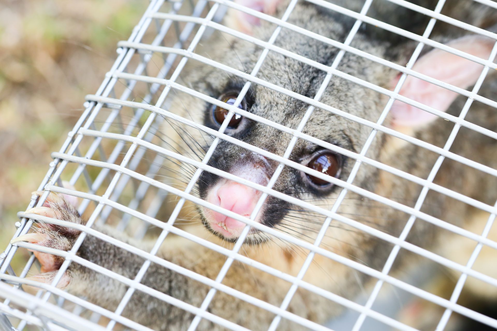 Possum peering through a white wire cage, with a pink nose and dark eyes.