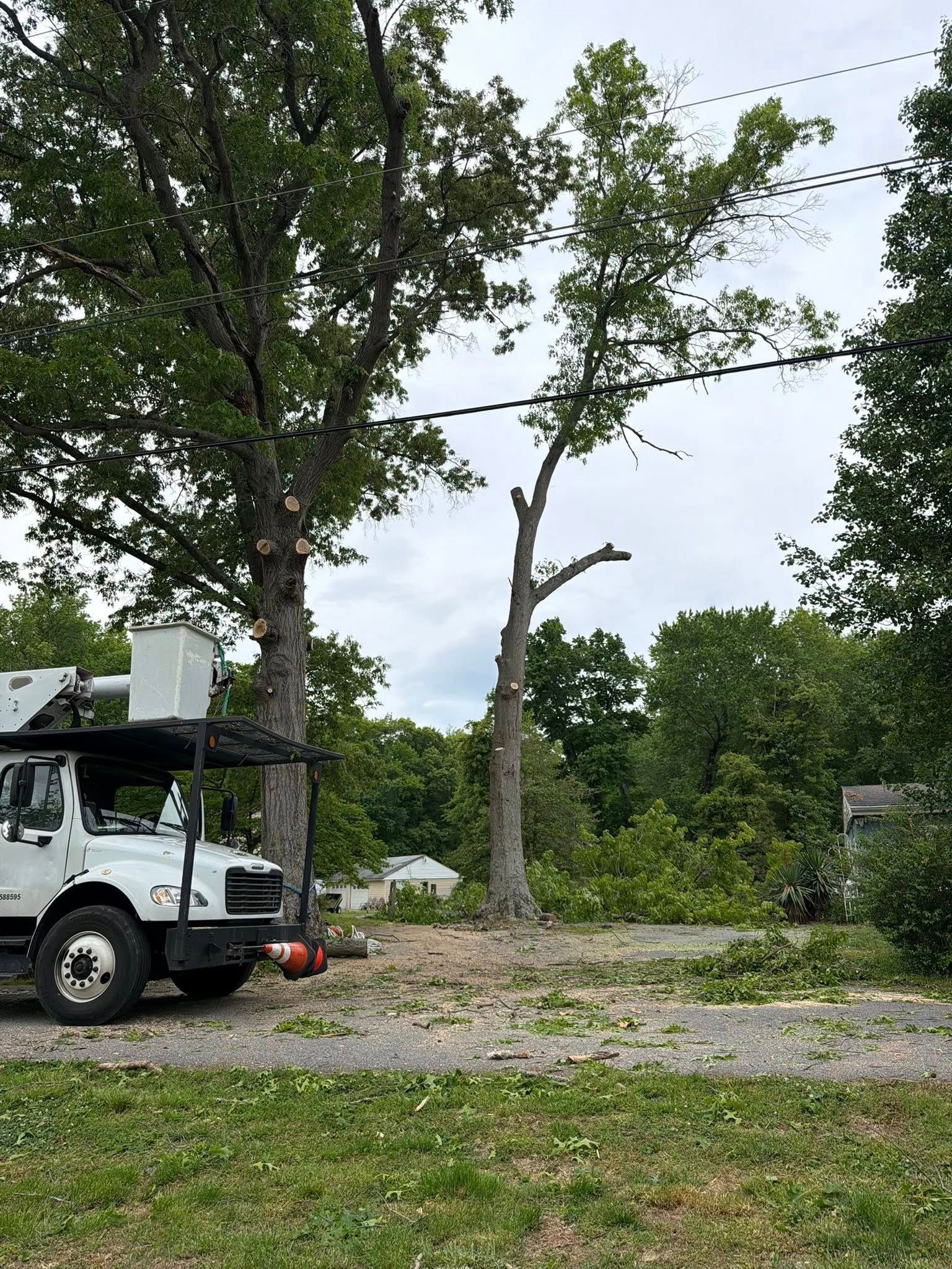 White utility truck beside a large tree split by lightning in a gravel lot
