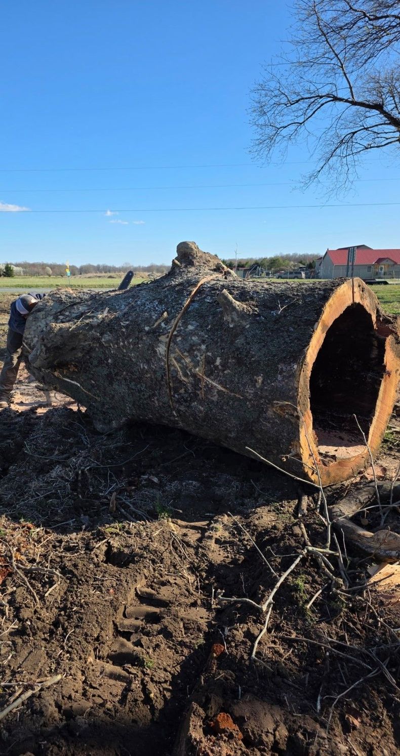 A large fallen tree trunk lies in a muddy field under a blue sky, with a red-roofed building in the distance.