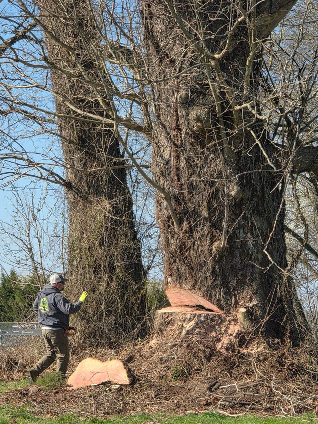 Worker with chainsaw trimming a huge tree trunk in a wooded area