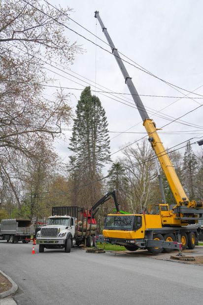 Crane truck lifting a tall tree beside a road with workers and utility lines nearby