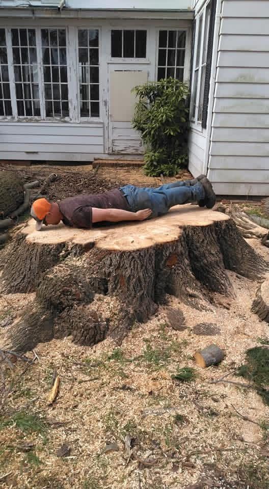 Person lying face down on a large cut tree stump in a yard beside a house, with sawdust around it.