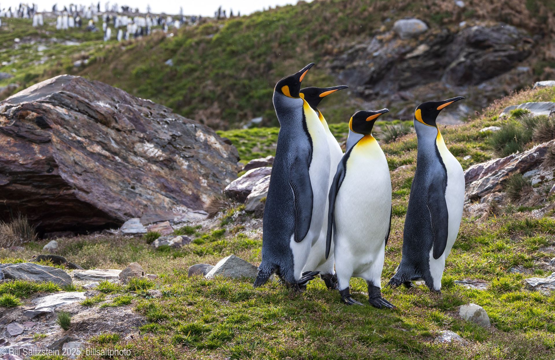 Penguins photograph by artist Bill Seltzstein, Resistance Wine Company, Ashland Oregon