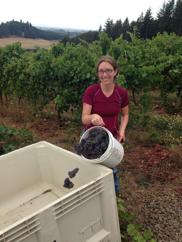 Bucket of grapes featuring the best Pinot Noir in the Rogue Valley!
