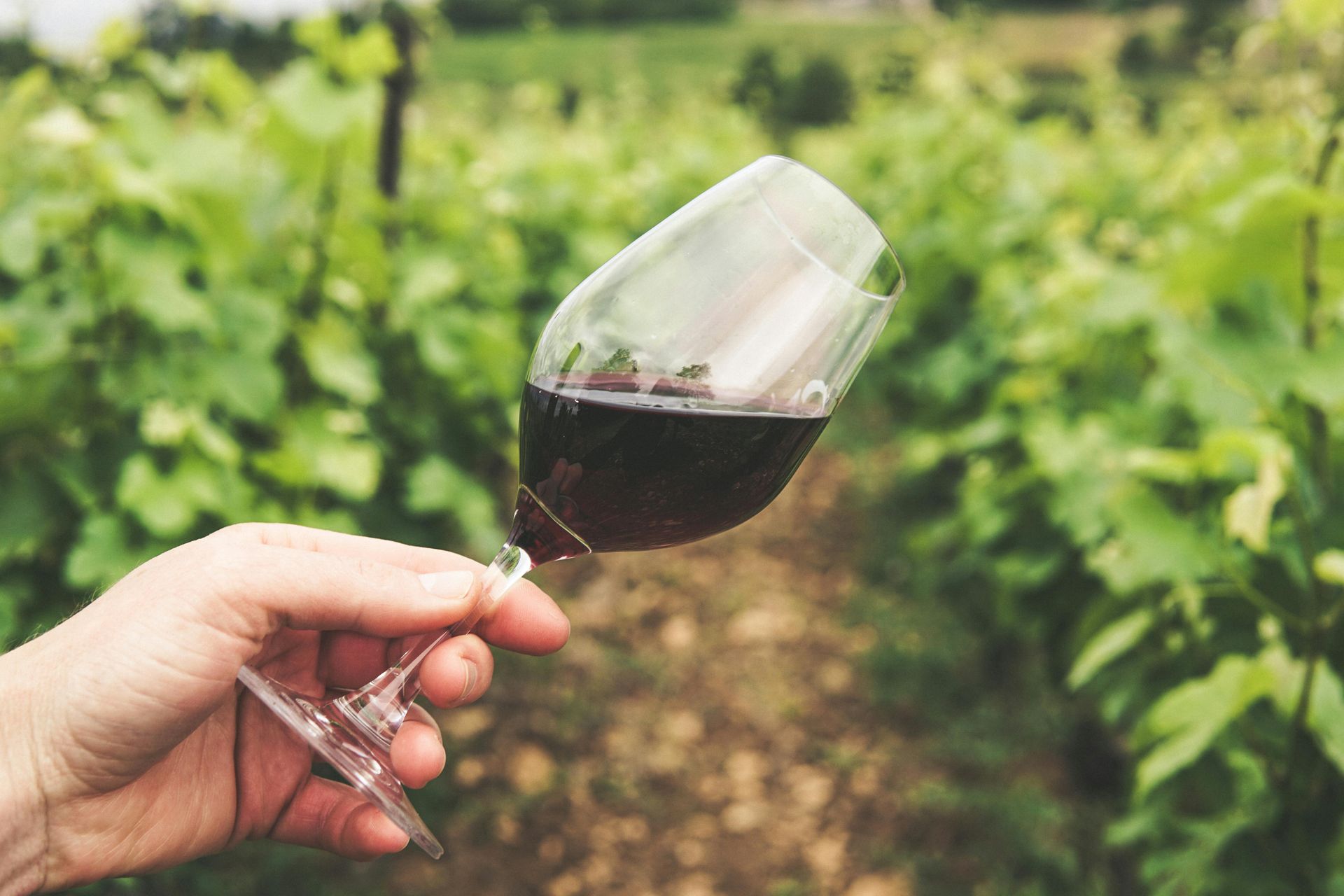 Ashland Award Winning Wine