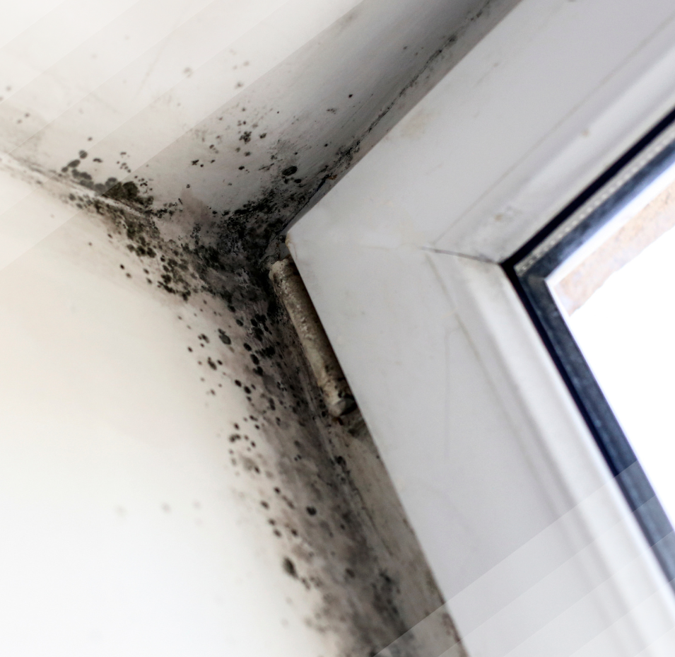 A close up of a window with mold growing on it.