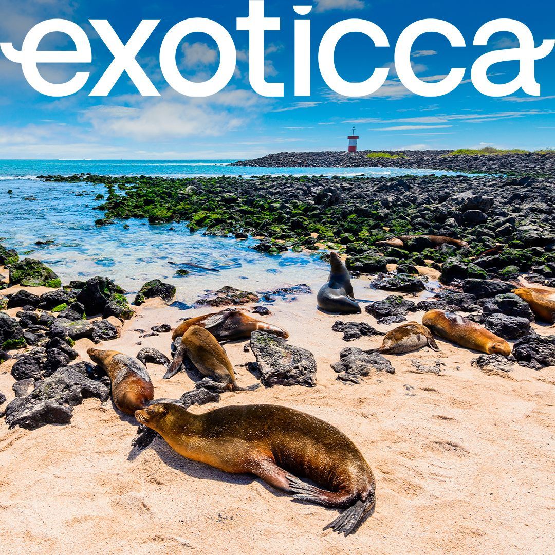 Sea lions rest on a sandy beach scattered with black volcanic rocks under a bright blue sky, with the ocean in view.