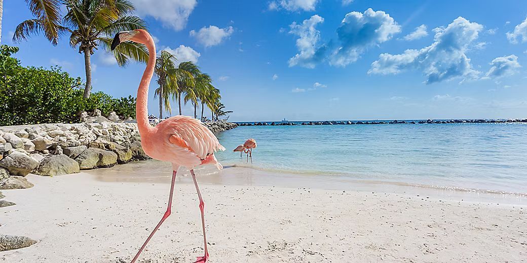 A bright pink flamingo walks on a white sandy beach near turquoise water under a sunny blue sky with palm trees.