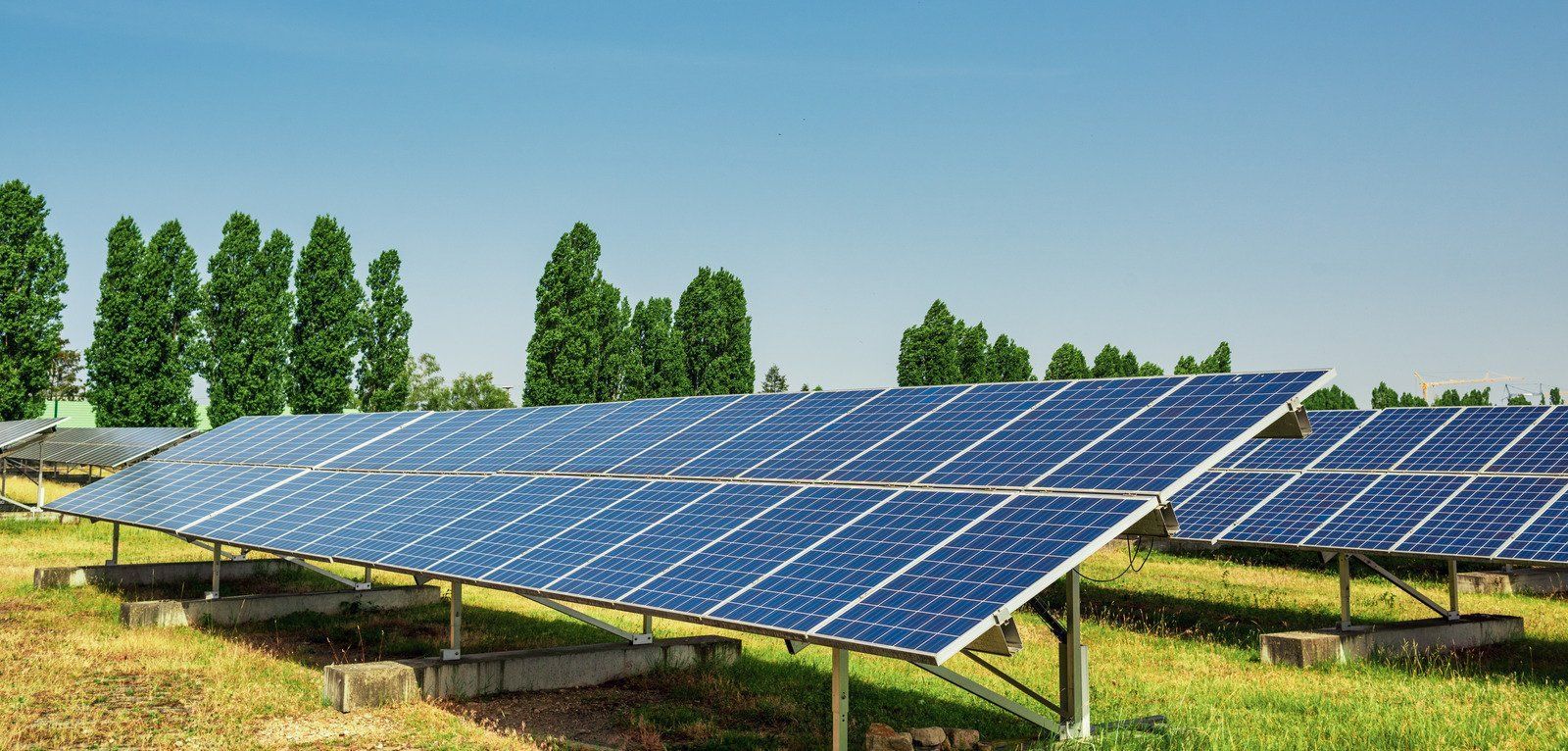 Solar panels in a field with trees under a clear blue sky