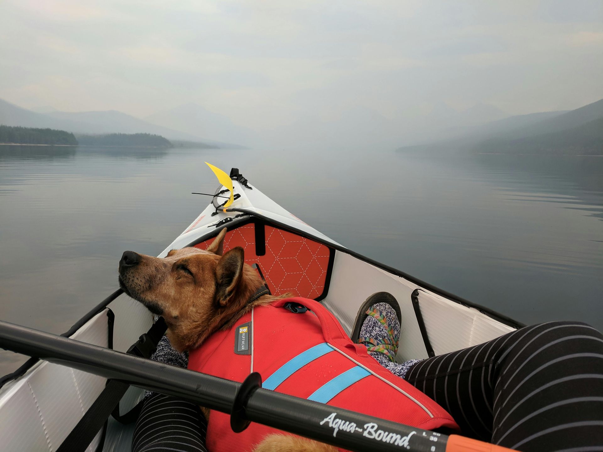 A dog wearing a life jacket is laying in a kayak