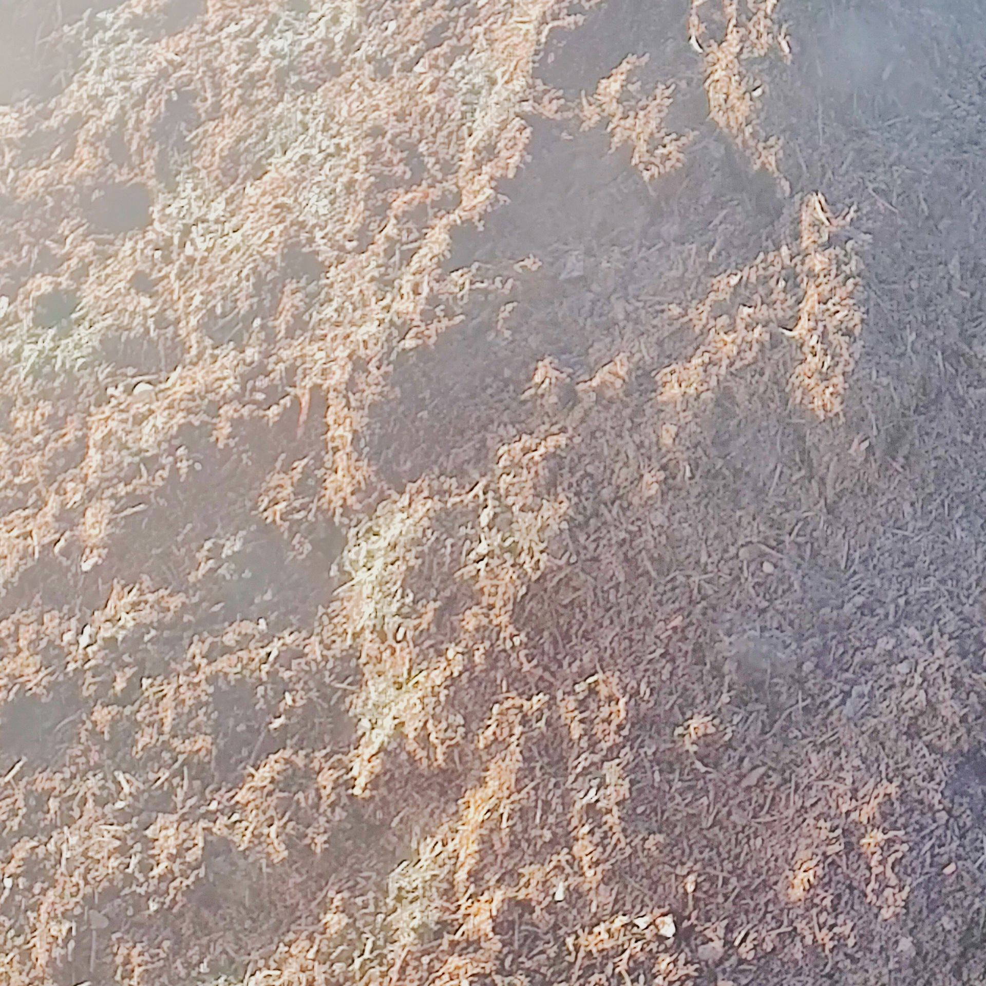Close-up of a sunlit rocky surface with rough tan and gray texture
