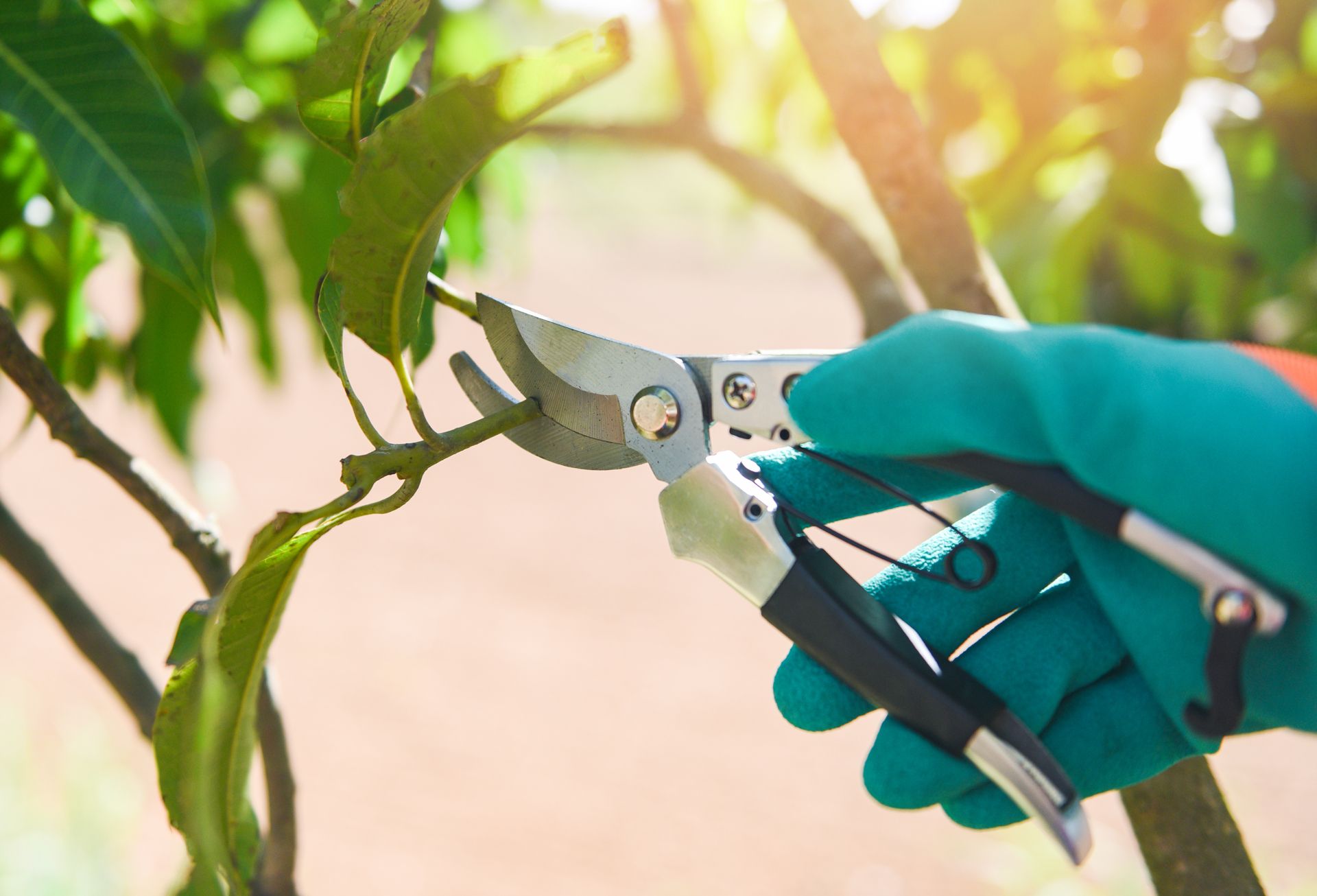 Gloved hand using pruning shears to trim a branch of a tree