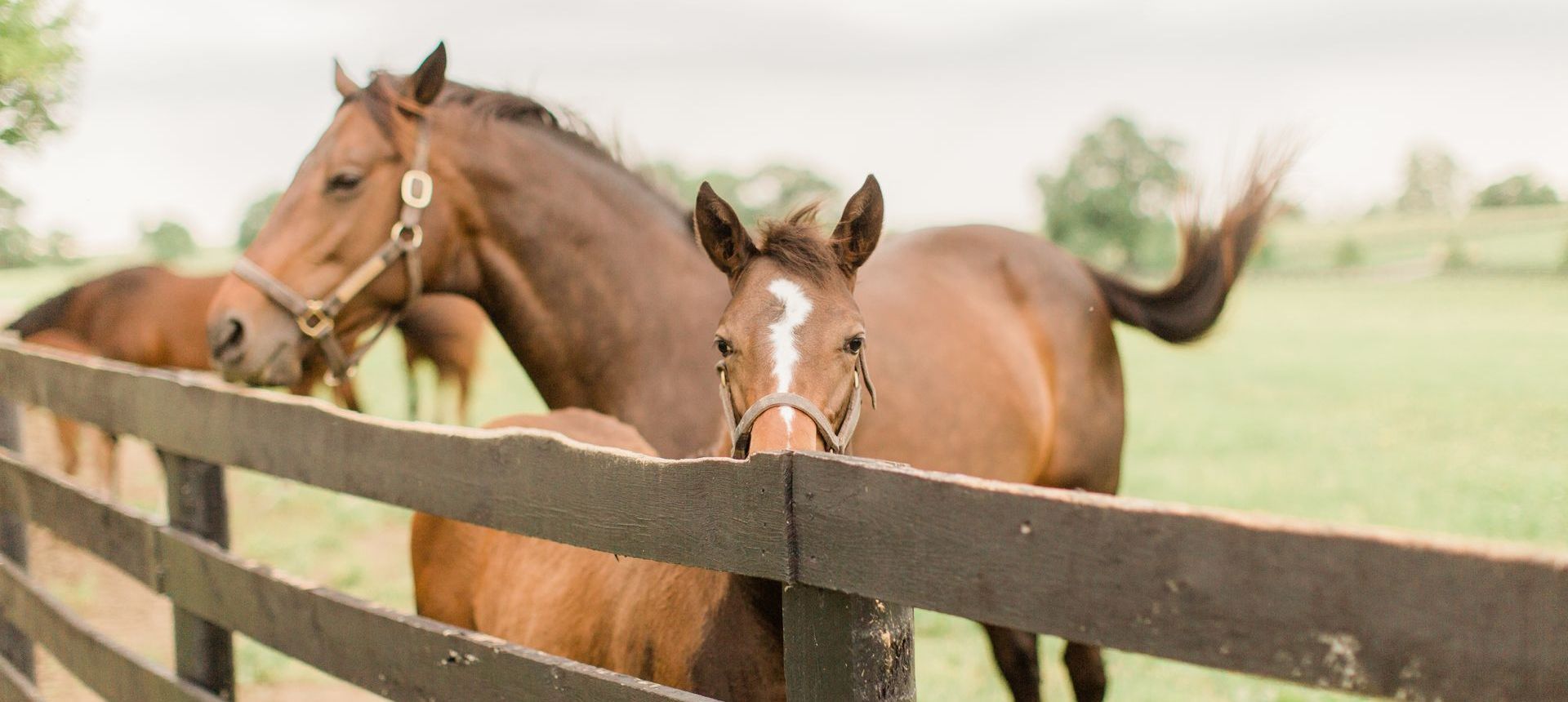 A mare and her foal stand behind a black wooden fence in a grassy pasture.