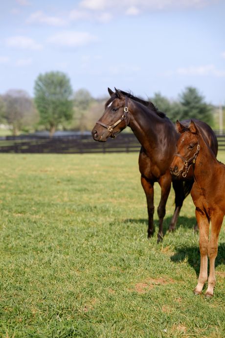 A close-up of a brown horse with a bridle, peering through a black wooden fence in a pasture.