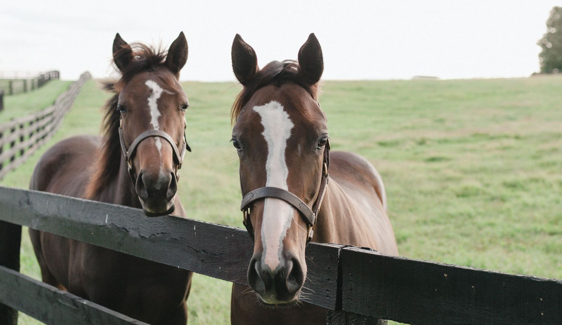 Two brown horses with white facial markings stand side-by-side behind a black wooden fence in a grassy field.