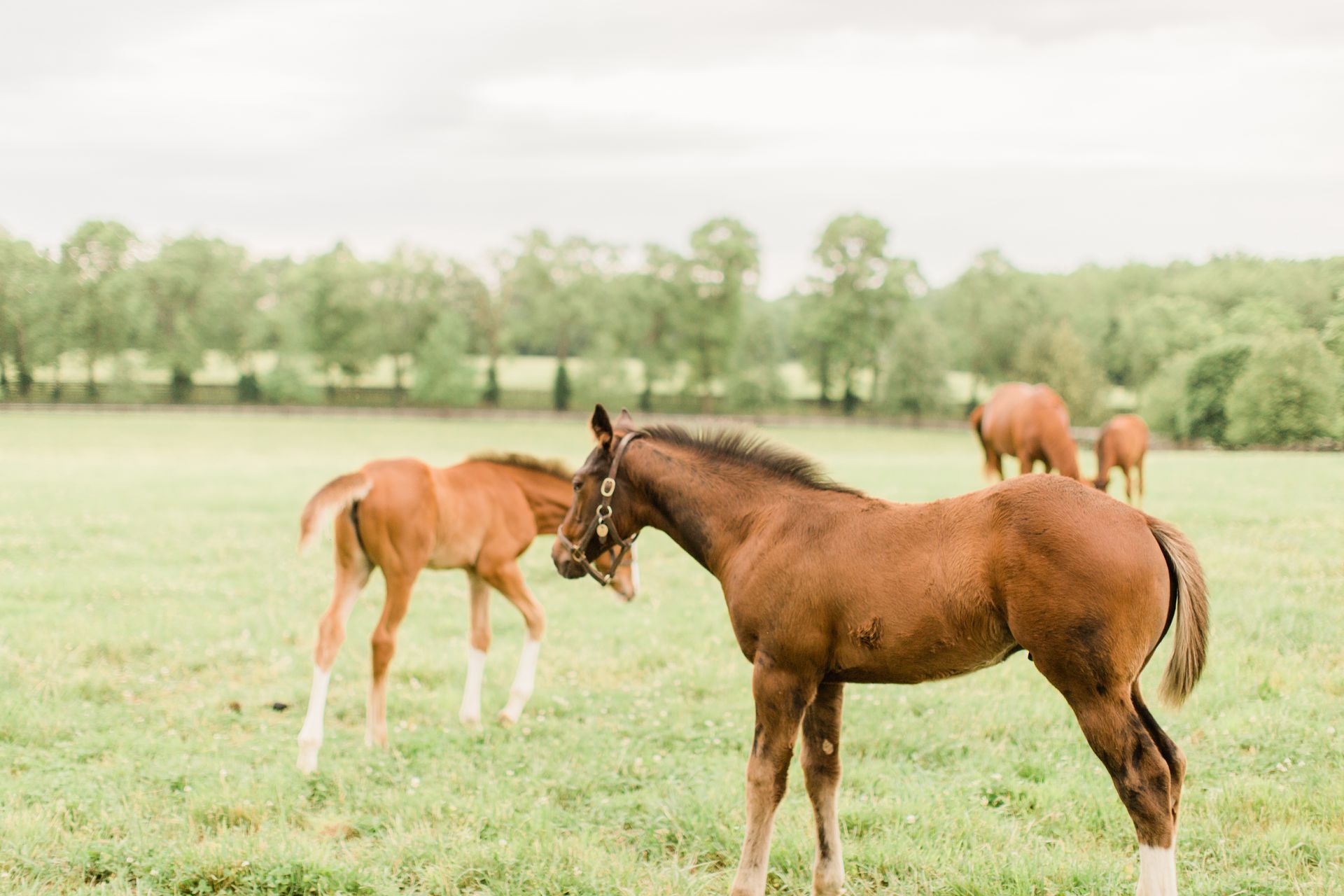 Three brown foals graze in a sunny, expansive green pasture with a tree-lined horizon.