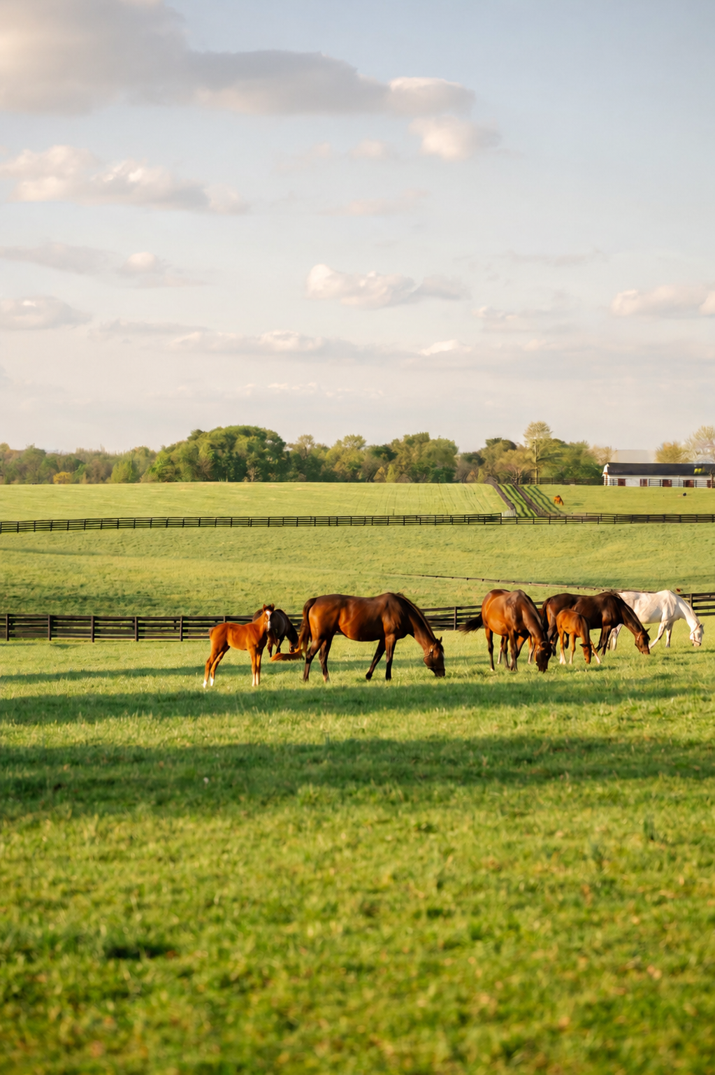 Two brown foals stand in a lush green pasture with two other horses grazing in the background.