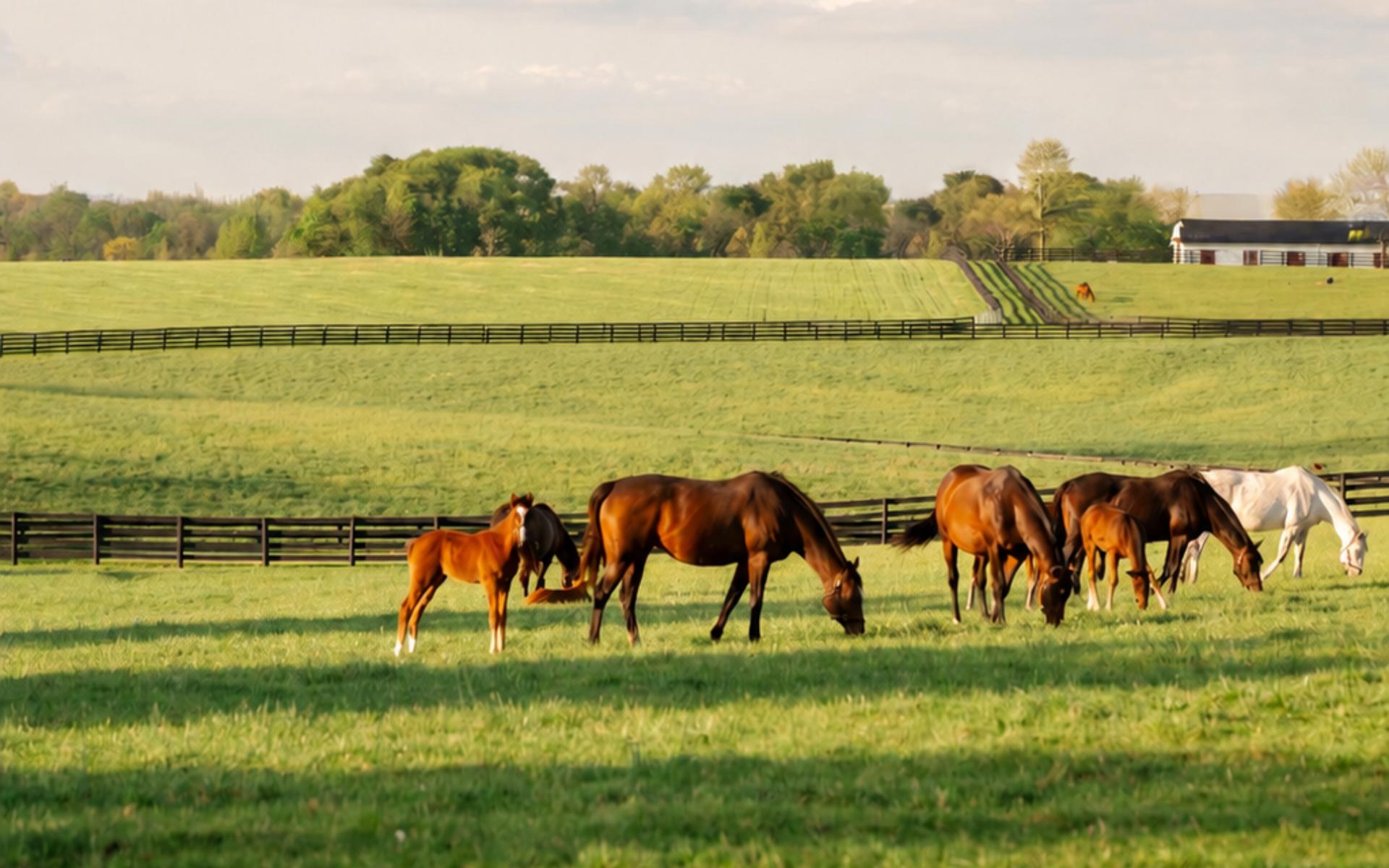 Three brown horses stand behind a dark wooden fence in a grassy field on a bright day.