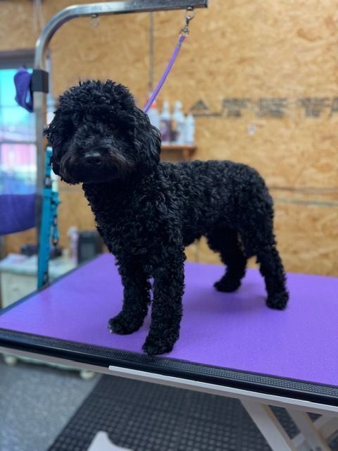 Black poodle on a purple grooming table, clipped in a teddy bear cut.