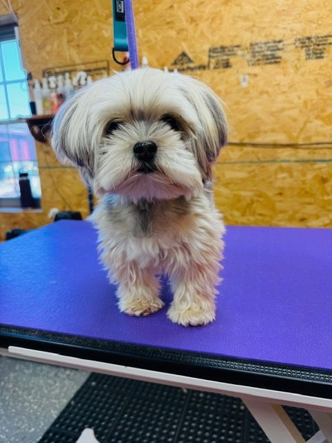 Small fluffy dog with short haircut stands on a purple grooming table.