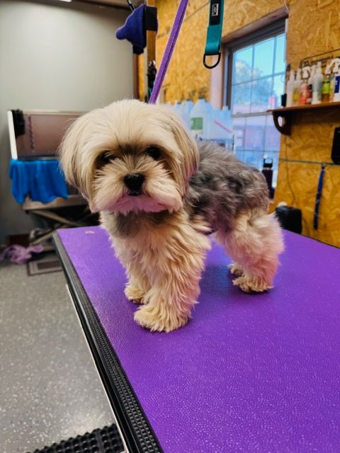 Shih Tzu dog with a short haircut, standing on a purple grooming table.