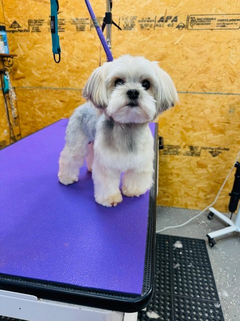 White and gray dog with short haircut stands on a purple grooming table.