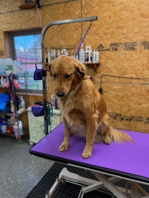 Golden Retriever sits on a grooming table, looking down. The table is purple, and the setting is a grooming shop.