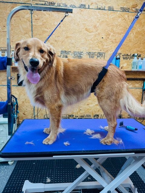 Golden Retriever being groomed on a blue table, held by a harness.