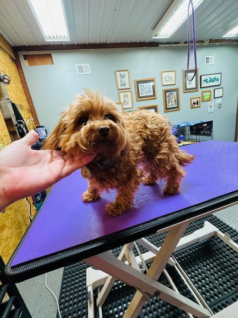 A small, brown dog stands on a purple grooming table, being petted by a hand.