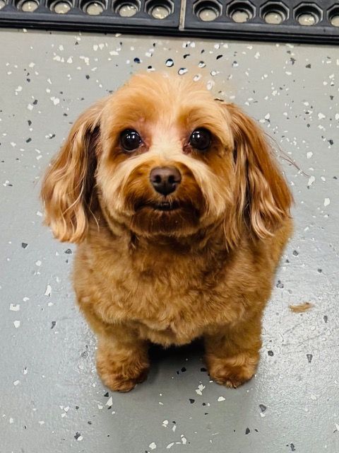 Brown dog with a short haircut, sitting and looking up with a sweet expression.