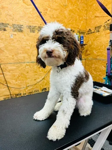 Brown and white dog sits on a grooming table, looking at the camera.