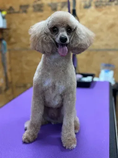Tan poodle with a groomed face and body, sitting on a purple grooming table, tongue out.