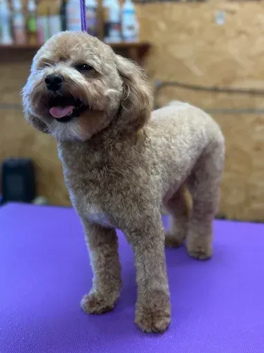Tan poodle dog with a groomed coat, standing on a purple surface, panting with its tongue out.