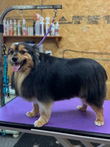 Dog standing on a purple grooming table, black and tan fur, tongue out, in a grooming shop.