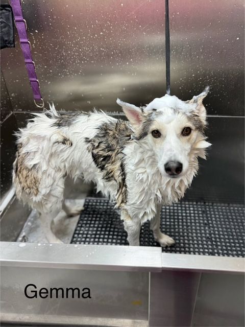 Wet, soapy dog named Gemma in a grooming tub, with white and gray fur, looking at the camera.