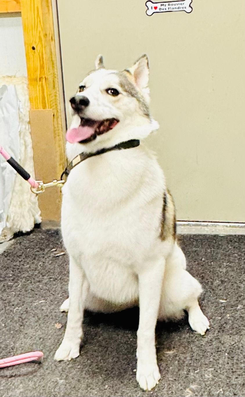 White and grey husky dog sitting, panting, wearing a black collar and leash, inside a building.