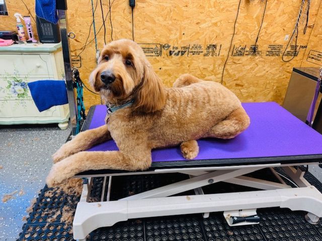 Golden doodle dog on a purple grooming table, post-grooming. Dog lounges, paws extended, in a grooming shop.