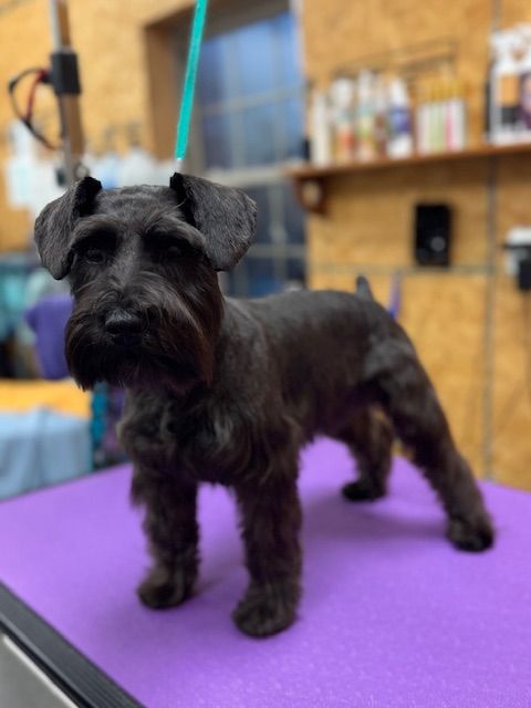 Black miniature schnauzer dog stands on a purple grooming table, likely after a haircut.