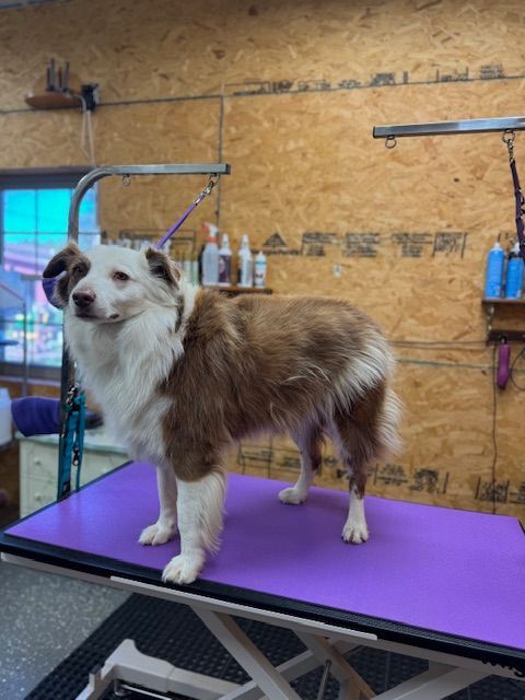 A brown and white dog stands on a purple grooming table, indoors.