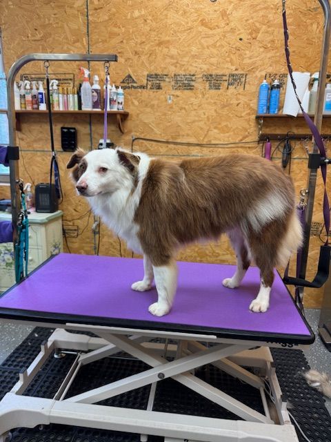 Brown and white dog standing on a purple grooming table.