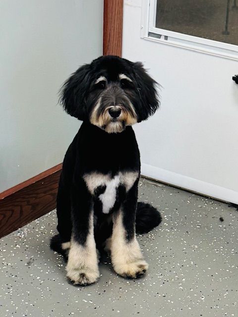 Black and white dog with a short haircut sits on a gray floor. The dog has a white chest.