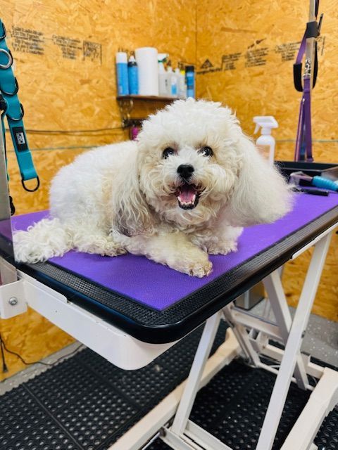 White fluffy dog with happy expression on grooming table.